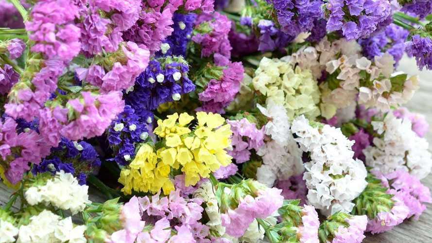 Limonium